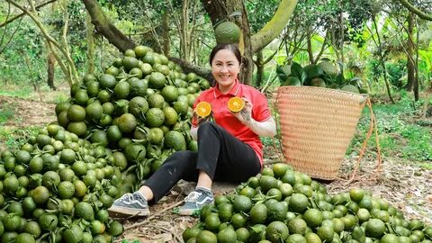 Đội cũ của HLV Popov bị cấm chuyển nhượng, nguy cơ bỏ giải Malaysia